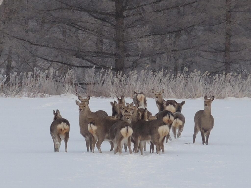 道の推定では、エゾシカの生息数は18年度から増加に転じ、24年度時点で73万頭いるとされる
